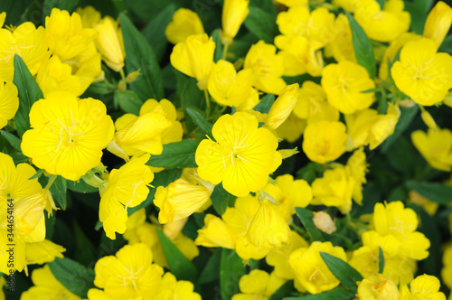 primrose oenothera frutcosa