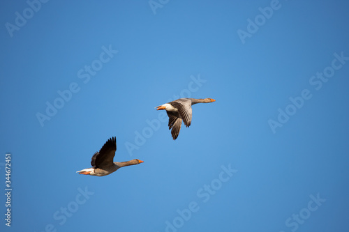 Greylag Goose (Anser anser)- gęś gęgawa w locie.