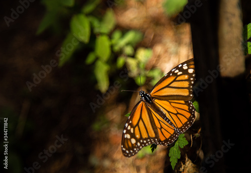 Santuario de la mariposa monarca "El Rosario" en Michoacán