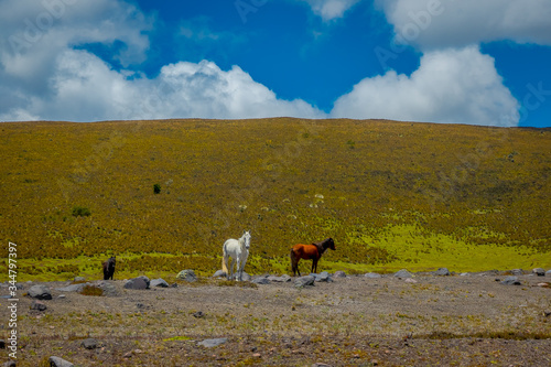Wild Horses in the Cotopaxi National Park, in Ecuador