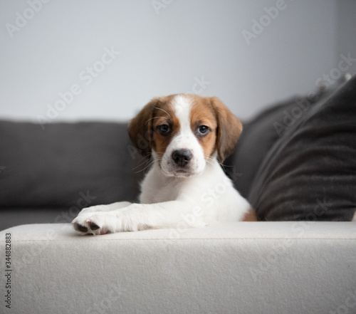 Szczeniak Beagle