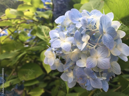 Blue hydrangea and soft sunlight