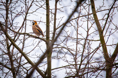 Grubodziób zwyczajny, Coccothraustes coccothraustes