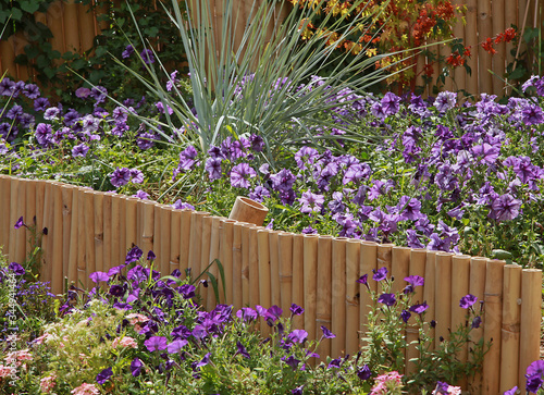 Parterre de pétunia violet et décoration en bambou