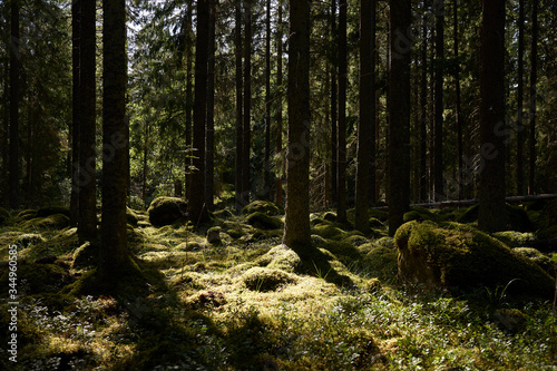 Scandinavian forest with the sun in the background