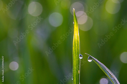 Wysoka trawa w wiosennym słońcu- bokeh z kropel wody