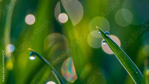 Wysoka trawa w wiosennym słońcu- bokeh z kropel wody