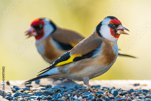 Ptak szczygieł (Carduelis carduelis) podczas jedzenia ziarna