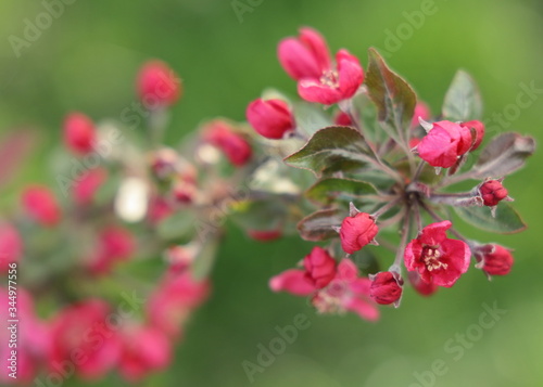A pink flower of paradise apple on a background of green fresh grass.