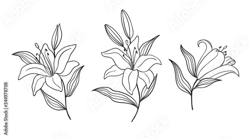 Hand drawn branches with lily isolated on background in linear style. Perfect for design greeting card, wedding invitation, embroidery, tattoo