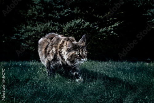 Maine Coon cat hunts at night. Night portrait of a cat prowling in the grass in the night garden. Front view, moonlight, semi-darkness, dark background