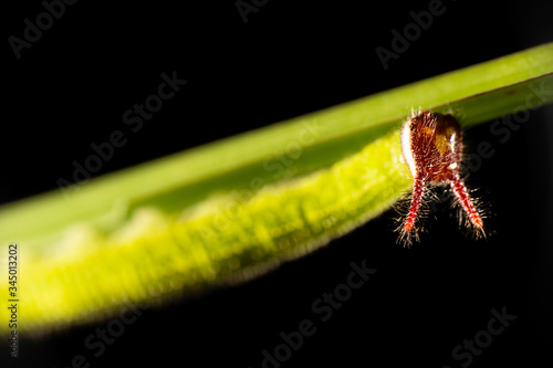 Evening Brown Caterpillar also known as Melanitis leda