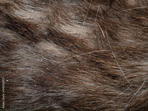 bad hair of a Siamese cat with dandruff close up