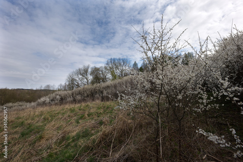 Wczesną wiosną masowo zakwitaja Śliwa tarnina, (Prunus spinosa L.) tworząc piękny akcent dzikiego krajobrazu