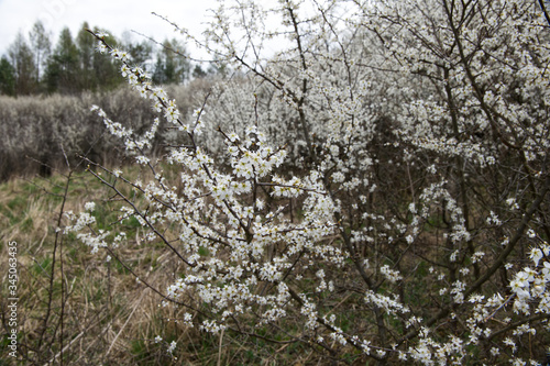 Wczesną wiosną masowo zakwitaja Śliwa tarnina, (Prunus spinosa L.) tworząc piękny akcent dzikiego krajobrazu