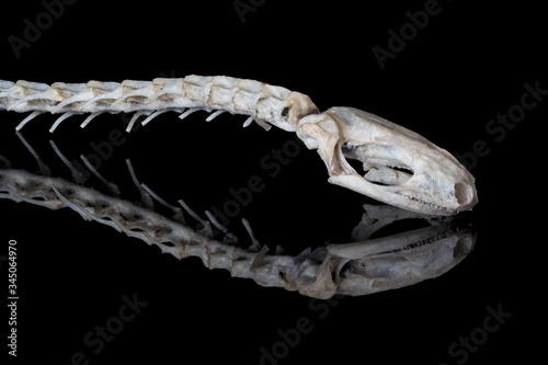 Smooth newt skull with spine and skeleton on black surface with reflection