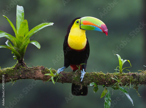 Fischertukan in Costa Rica