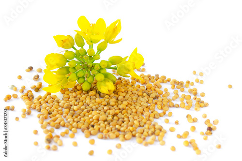Mustard plant with yellow flowers and seeds. Sinapis plant yellow blossom. Mustard seeds and fresh mustard flowers isolated on white background. Rapeseed flower and canola isolated on white.