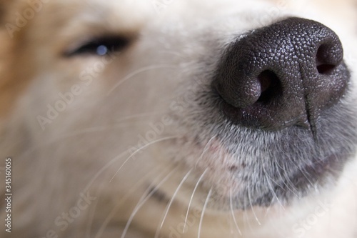 close up of dog nose good sniff smell
