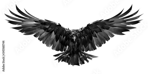 painted raven bird in flight on a white background