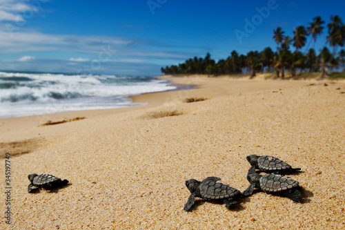Group of hatchling hawksbill sea turtle (Eretmochelys imbricata) crawling on the sand at the beach to the sea after leaving the nest at Bahia coast, Brazil, with coconut palm tree background