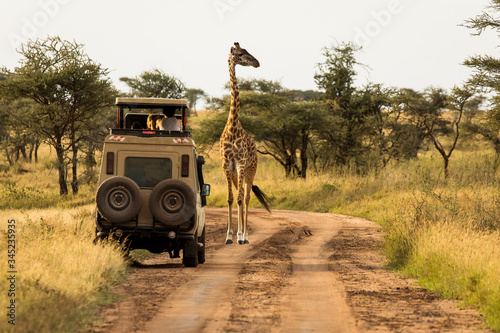 Giraffe with trees in background during sunset safari in Serengeti National Park, Tanzania. Wild nature of Africa. Safari car in the road.