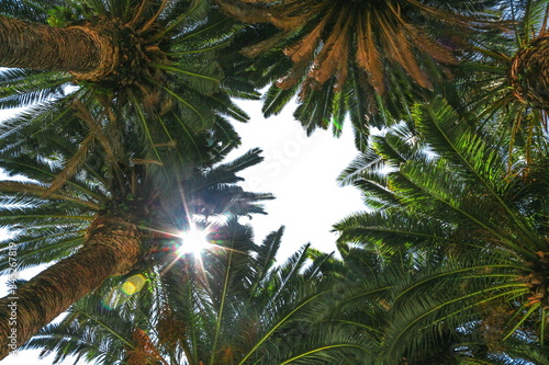 Palmy w słońcu