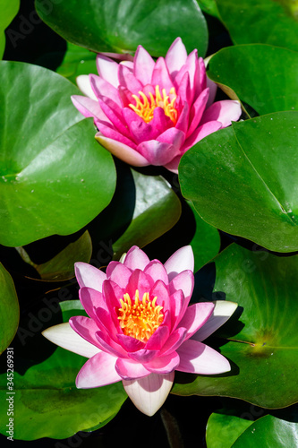 Close up of two delicate vivid pink water lily flowers (Nymphaeaceae) in full bloom on a water surface in a summer garden, beautiful outdoor floral background photographed with soft focus 