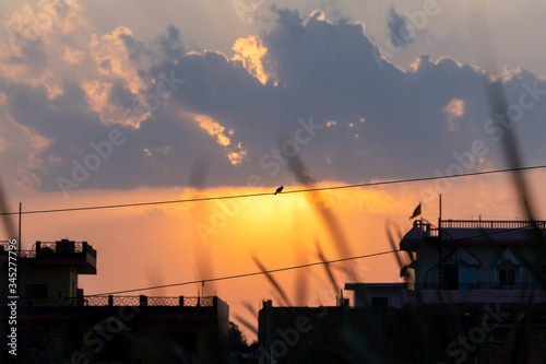 Silhouetted Red whiskered bulbul sitting on wire against the sunset.