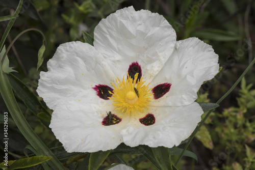 Cistus ladanifer gum rockrose laudanum brown eyed rockrose medium-sized plant with large white flowers with purple spots in the center bright yellow stamens