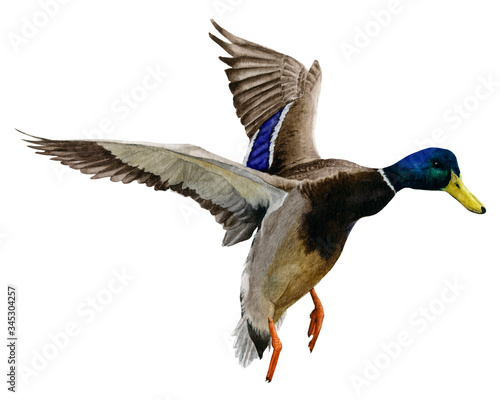 Picture of a flying drake (duck) hand drawn in watercolor isolated on a white background. 
