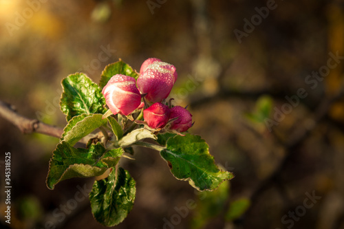 Kwiat jabłoni