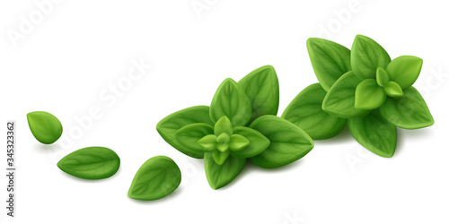 Two sprigs of fresh oregano (Origanum syriacum) with three single leaves isolated on white background. Realistic vector illustration.