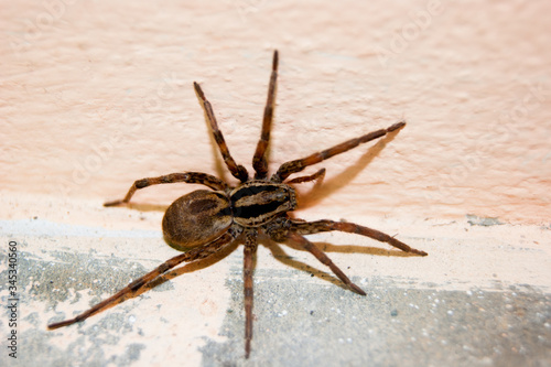 A family of araneomorphic spiders - a funnel spider crawls on a sunny summer day on a warm concrete floor near the wall.