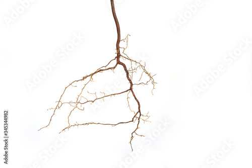 Roots of a plant on a white background