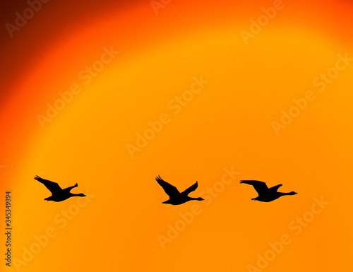 Three geese fly in a row fly against a dramatic orange sky wash in silhouette.Illustration