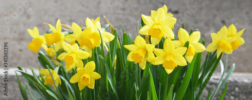 Daffodils (narcissus) on concrete background