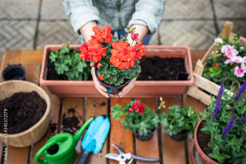 Planting flowers on table. Woman holding red geranium flower in hands