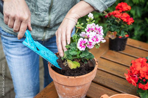 Woman planting geranium into flower pot