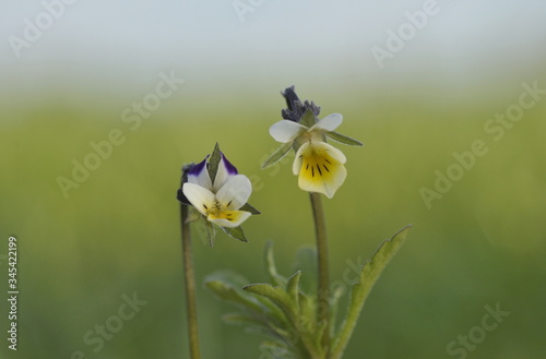 Fiołek polny Viola arvensis