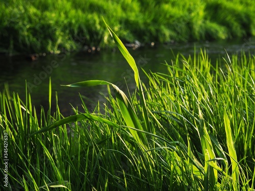 Grass by the river