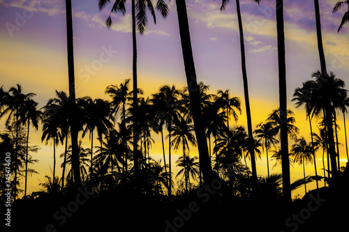 Palm tree with silhouette background.