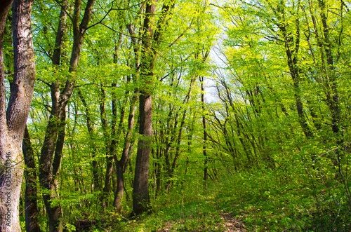 spring in the Crimean forest