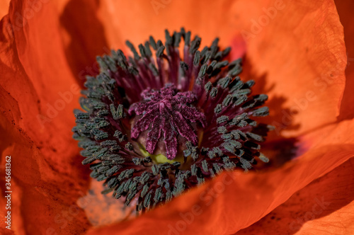 Macro view of a red poppy flower in bloom