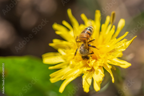 A bee collects honey on dandelions. Close-up photo.