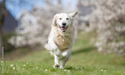 golden retriever running