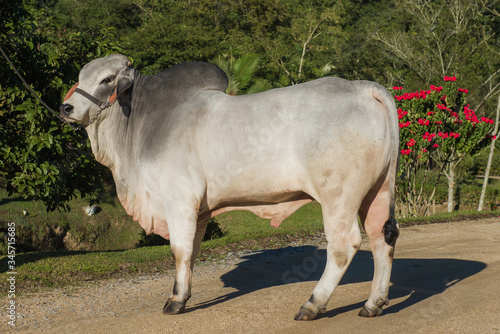 breeding of the Brahman cattle breed