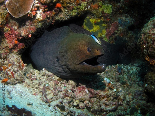 Giant moray eel, Baa Atoll, Indian Ocean, Maldives, underwater photograph 