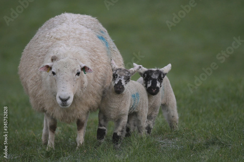 Mlode owieczki u boku mamy