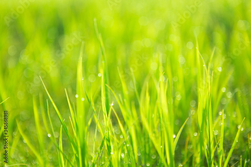 Green background by the fresh wild grass with water drops over sunbeam